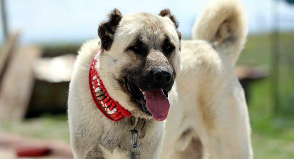 Sivas Kangal Köpeği